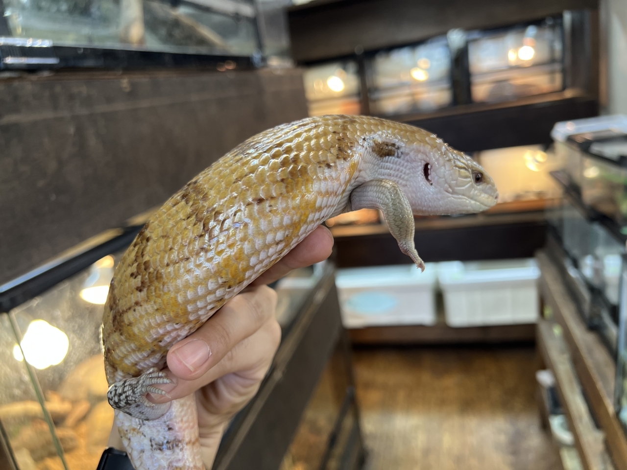 キタアオジタトカゲ（100%hetパターンレス)(3)