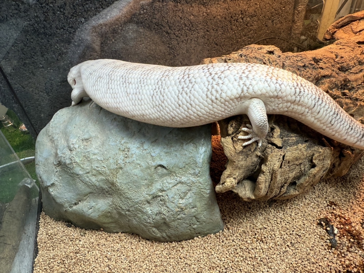 キタアオジタトカゲ(スーパーハイポhetアザンティック)(3)