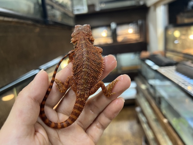 フトアゴヒゲトカゲ (ハーフダークレッドトランス)