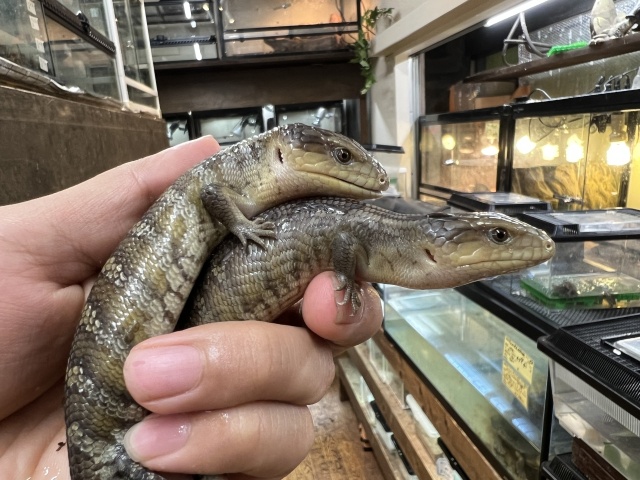 キメラアオジタトカゲ