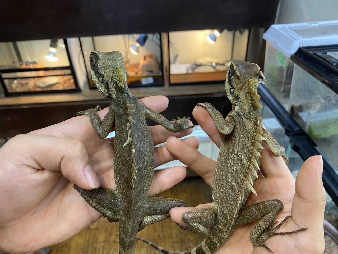 ナタリアクシトカゲ(3)