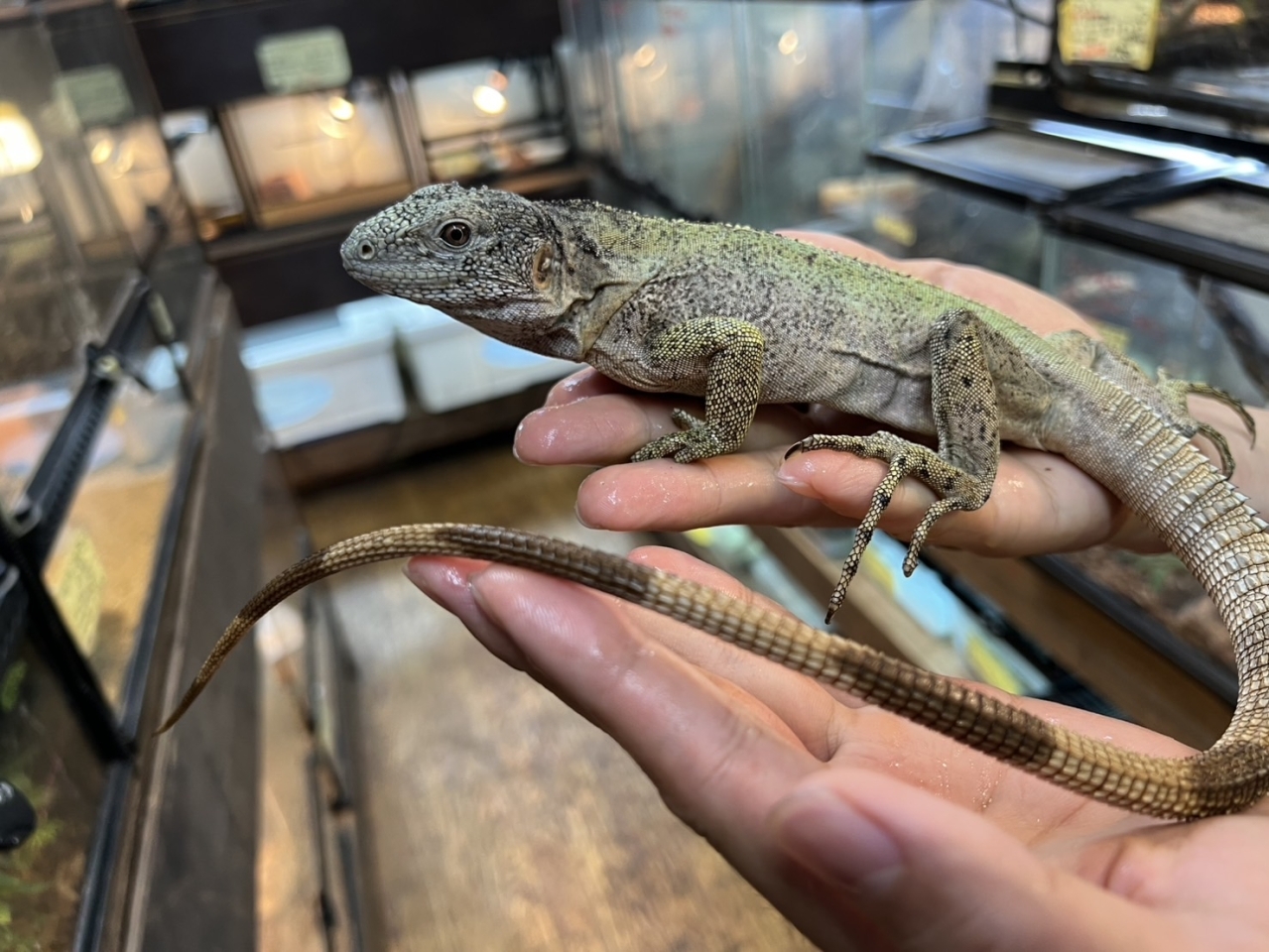 バナナスパイニーテールイグアナ（パンダパイド）(2)