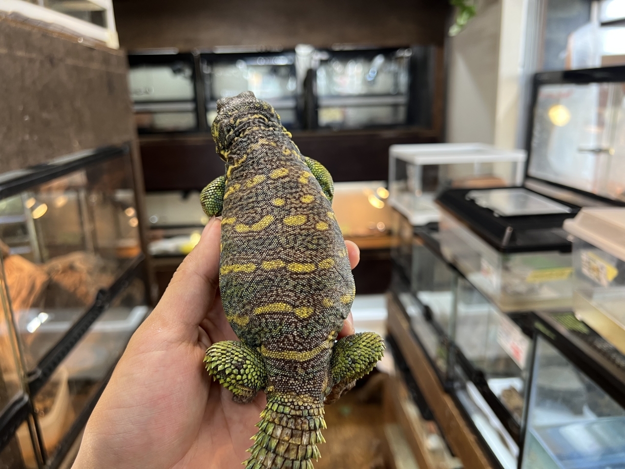 ニシキトゲオアガマ（No.3）(2)