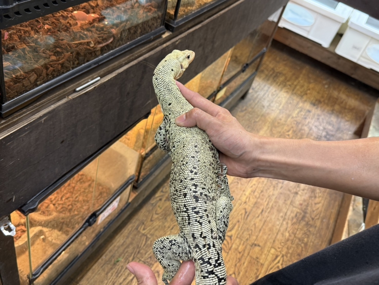 イエローヘッドモニター(4)