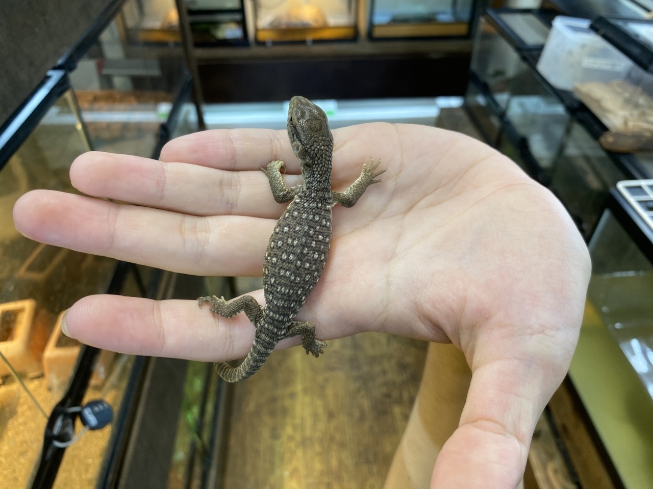 サバンナモニター(2)