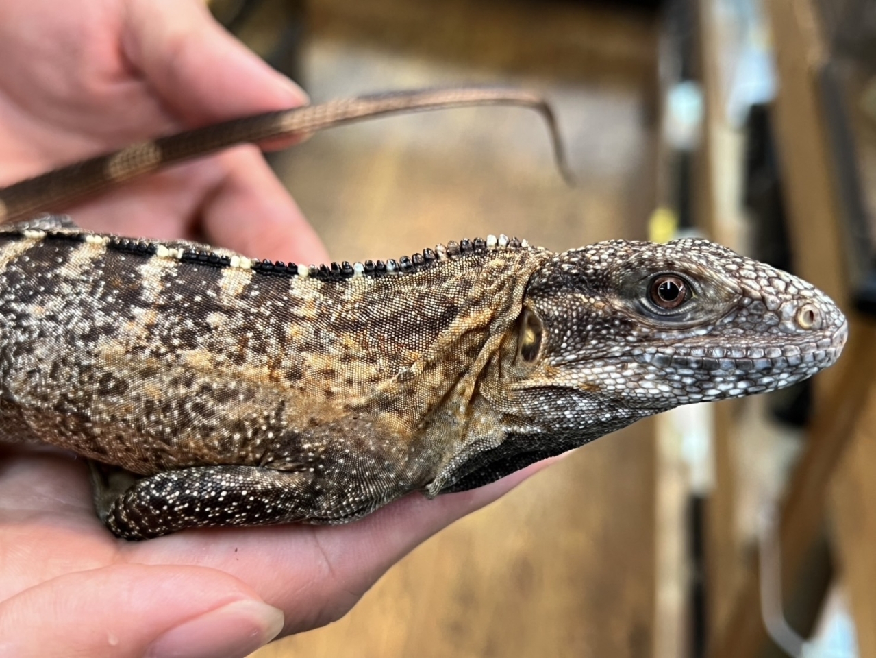 バナナスパイニーテールイグアナ（ケリーライン）（No.1）(3)