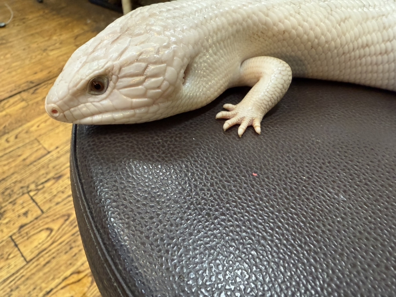 キタアオジタトカゲ(スーパーハイポhetアザンティック)(2)