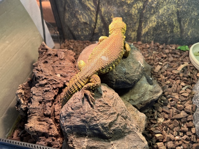 ゲイリートゲオアガマ