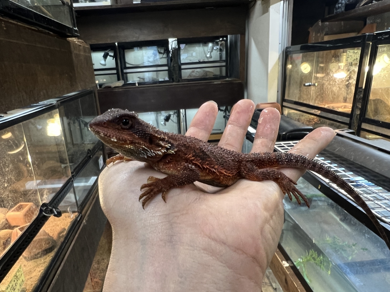 フトアゴヒゲトカゲ(ダークレッドAAA)(3)