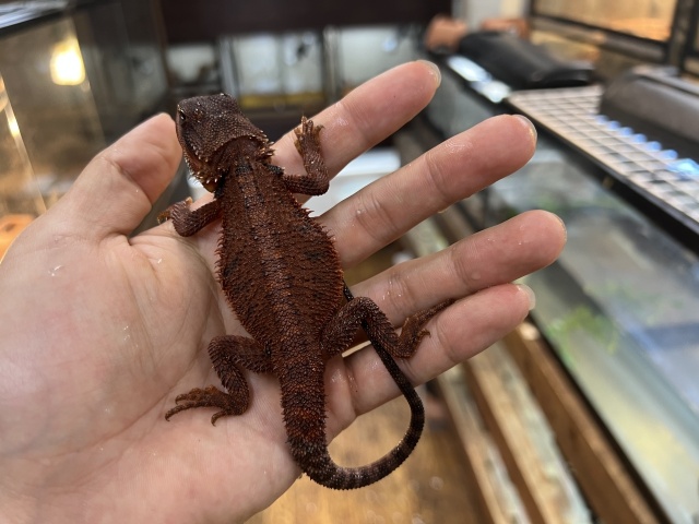 フトアゴヒゲトカゲ(ダークレッドAAA)