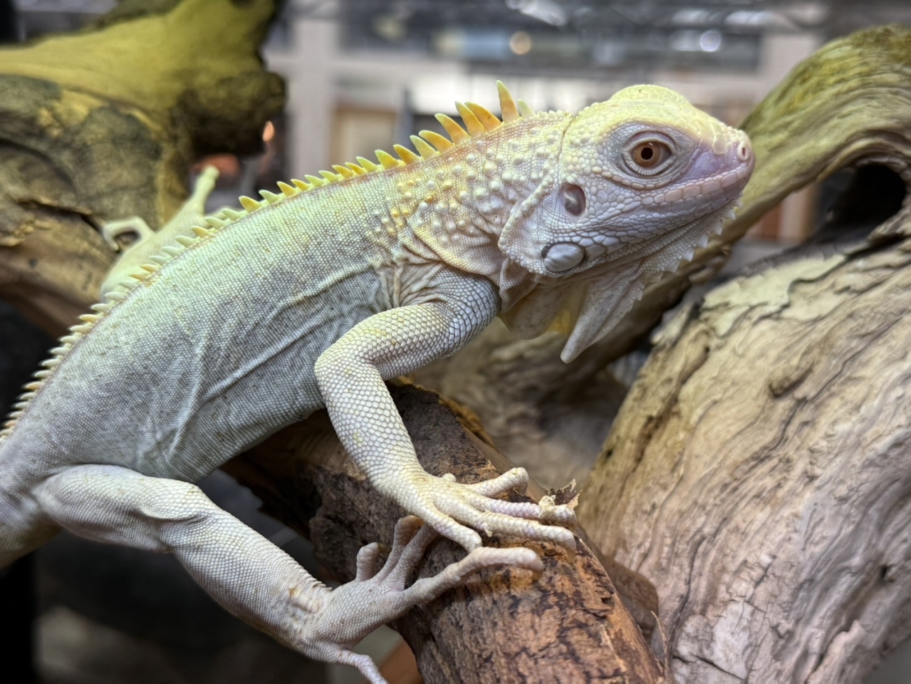 グリーンイグアナ（ノヴァ)(1)