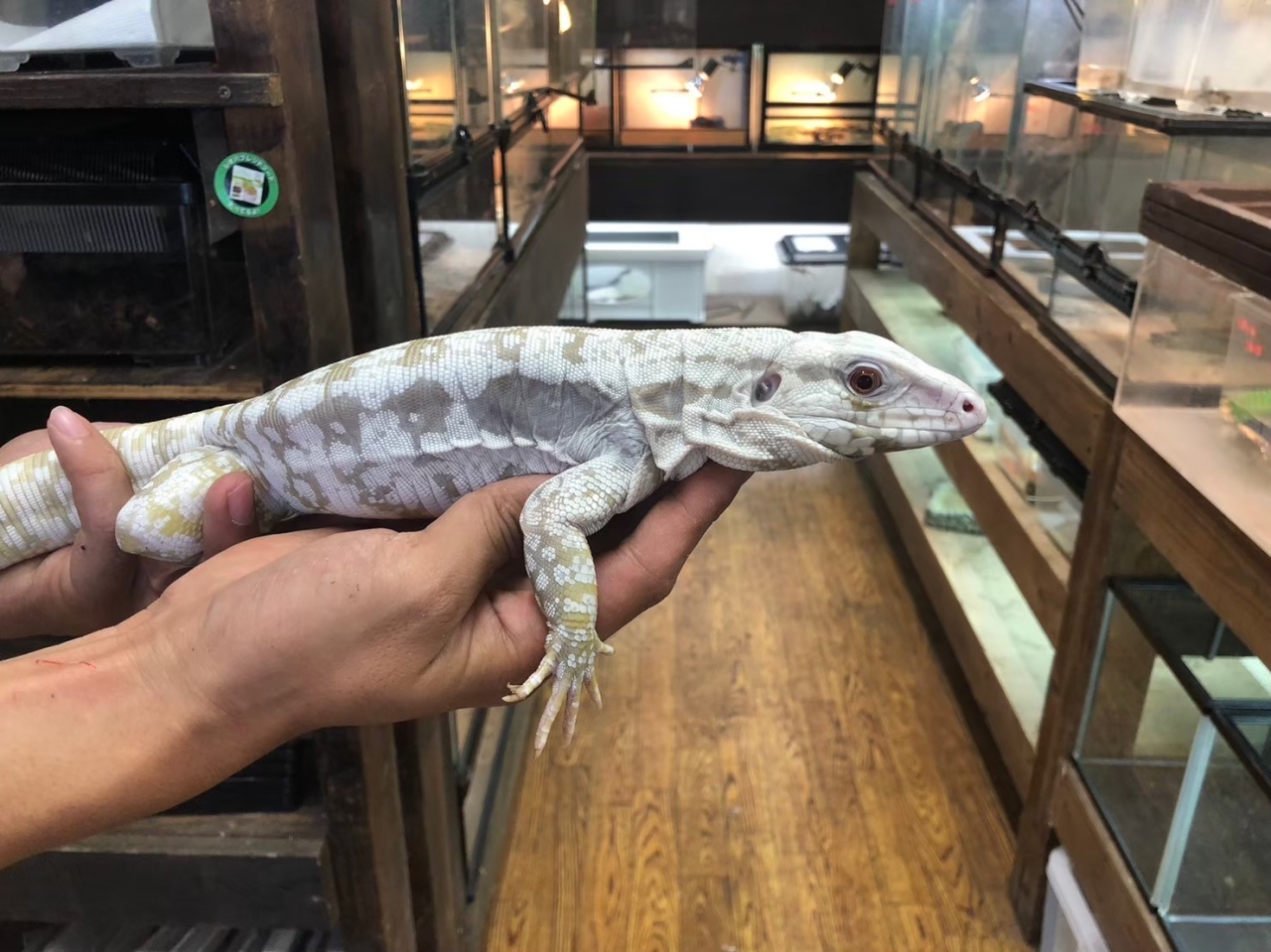 アルビノブルーテグー(2)