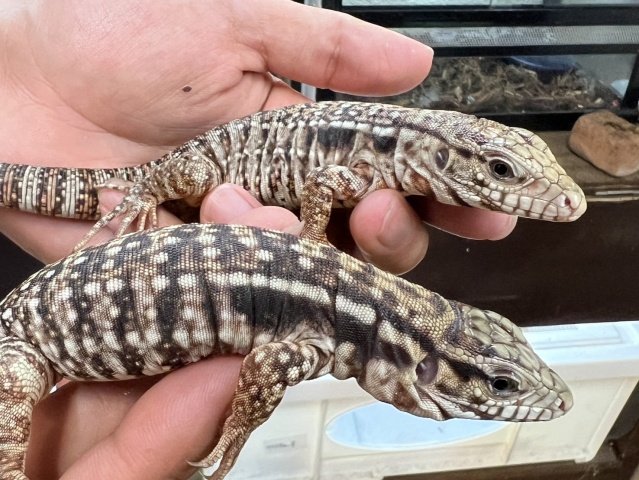 アルゼンチンレッドテグー