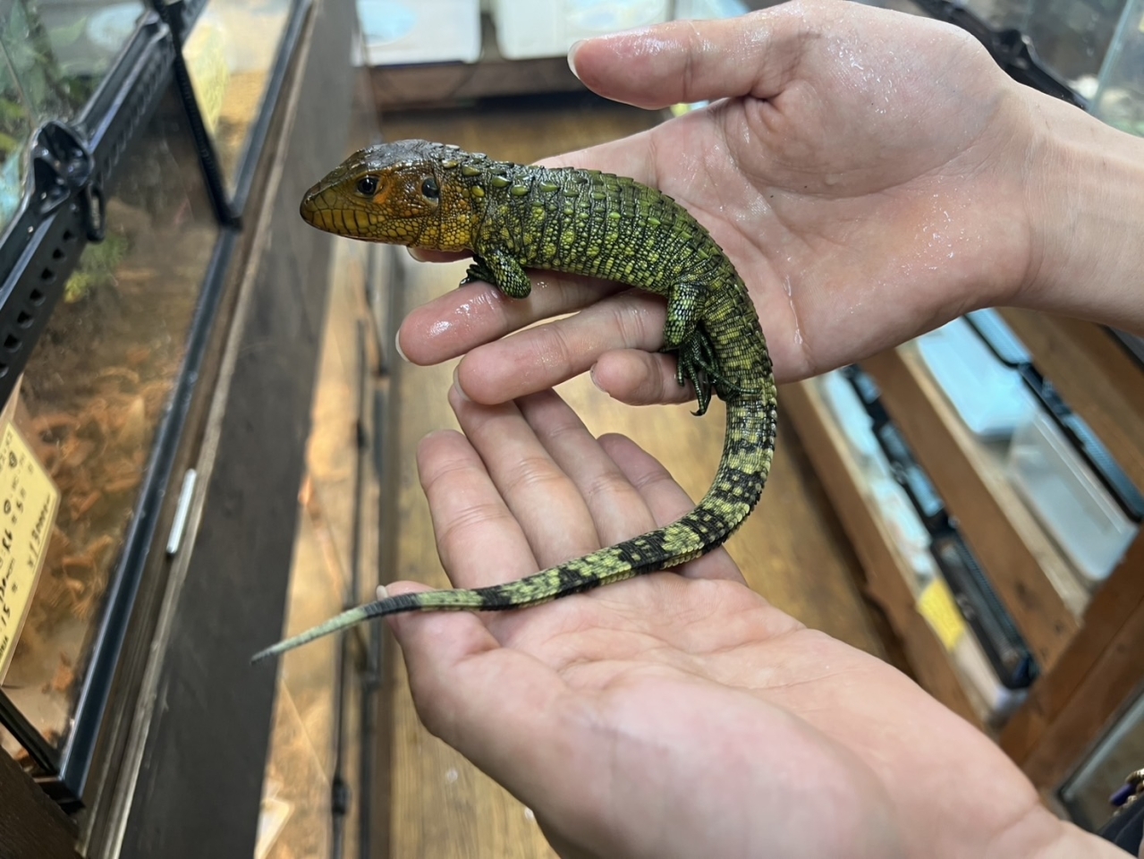 爬虫類ショップ サウリア大東店｜ギアナカイマントカゲ