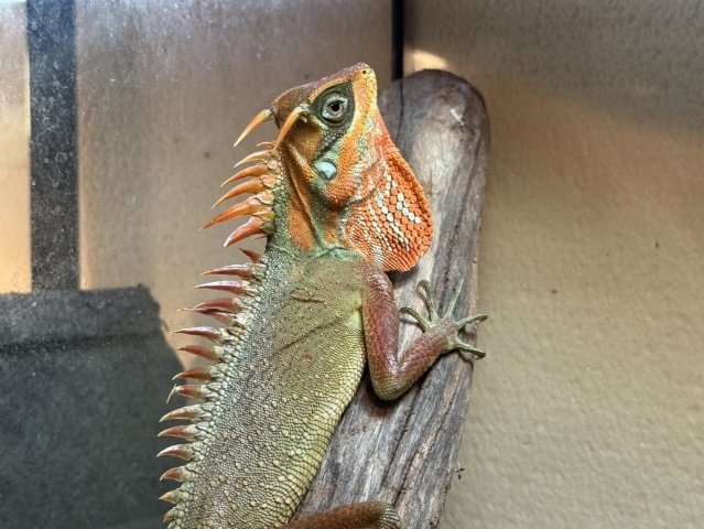 ナタリアクシトカゲ