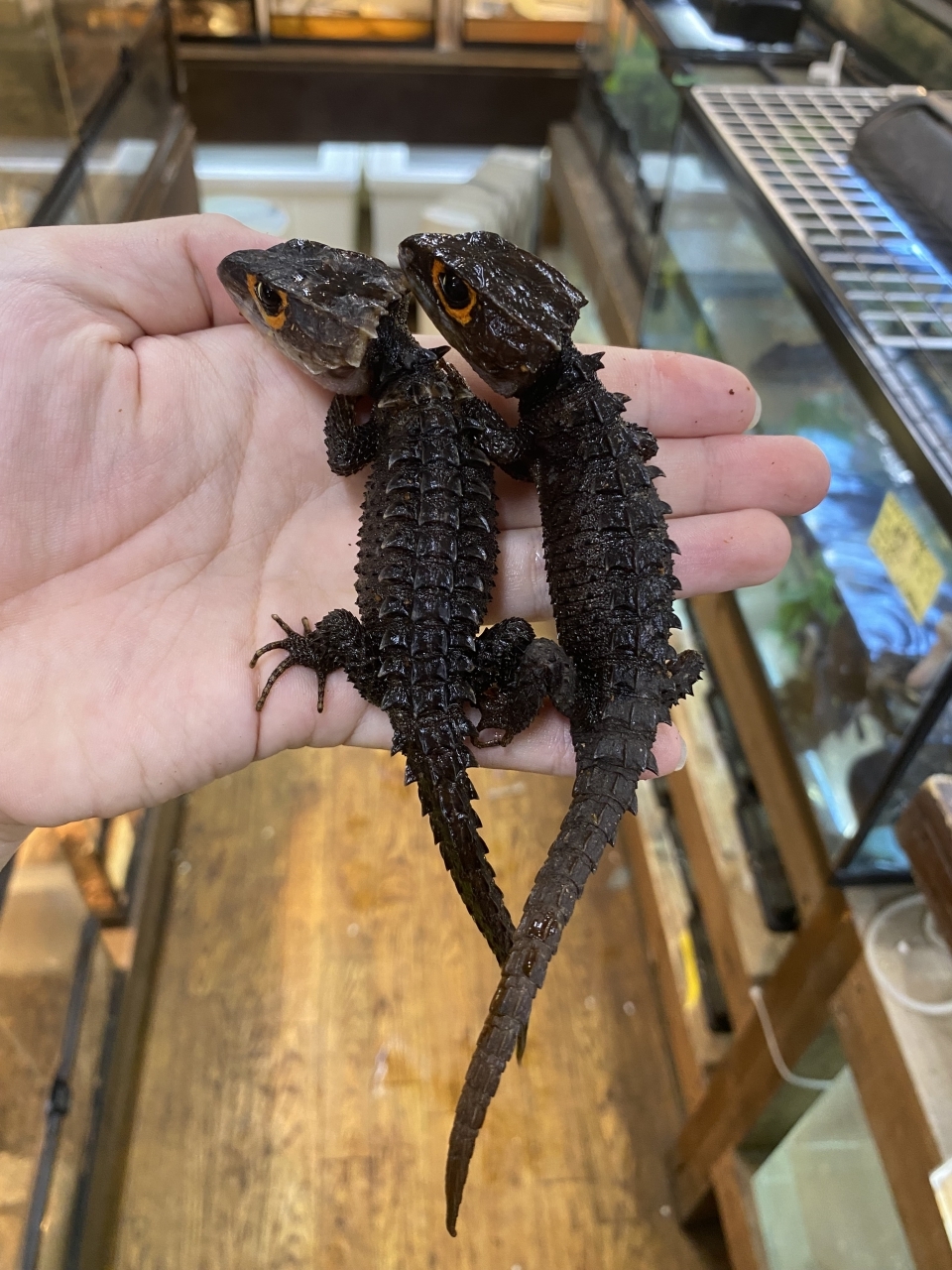 アカメカブトトカゲ(2)