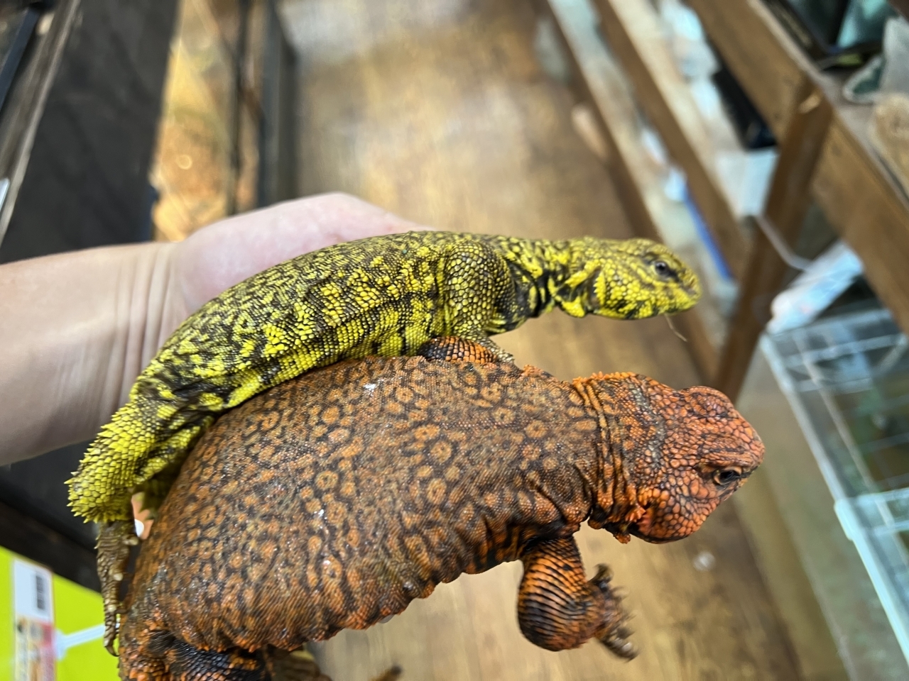 ゲイリートゲオアガマ(5)