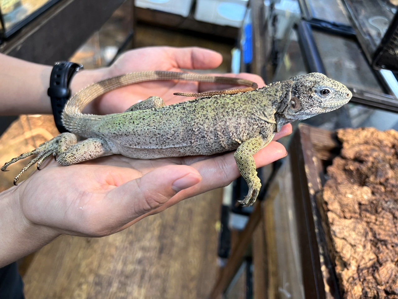バナナスパイニーテールイグアナ（パンダパイド）(3)
