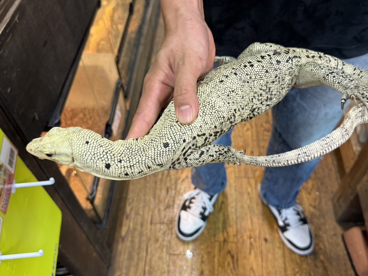 イエローヘッドモニター(3)