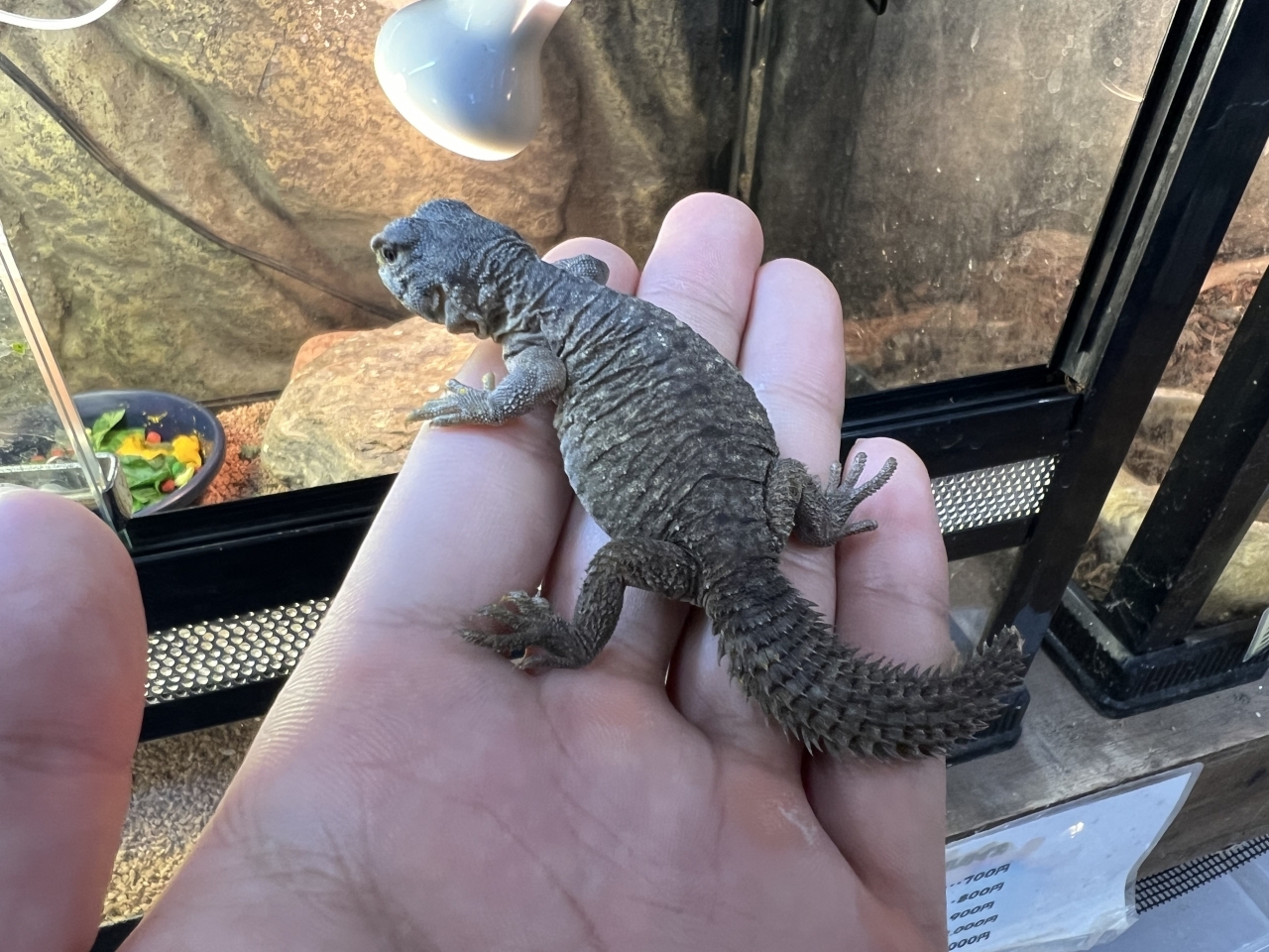 エジプトトゲオアガマ(3)