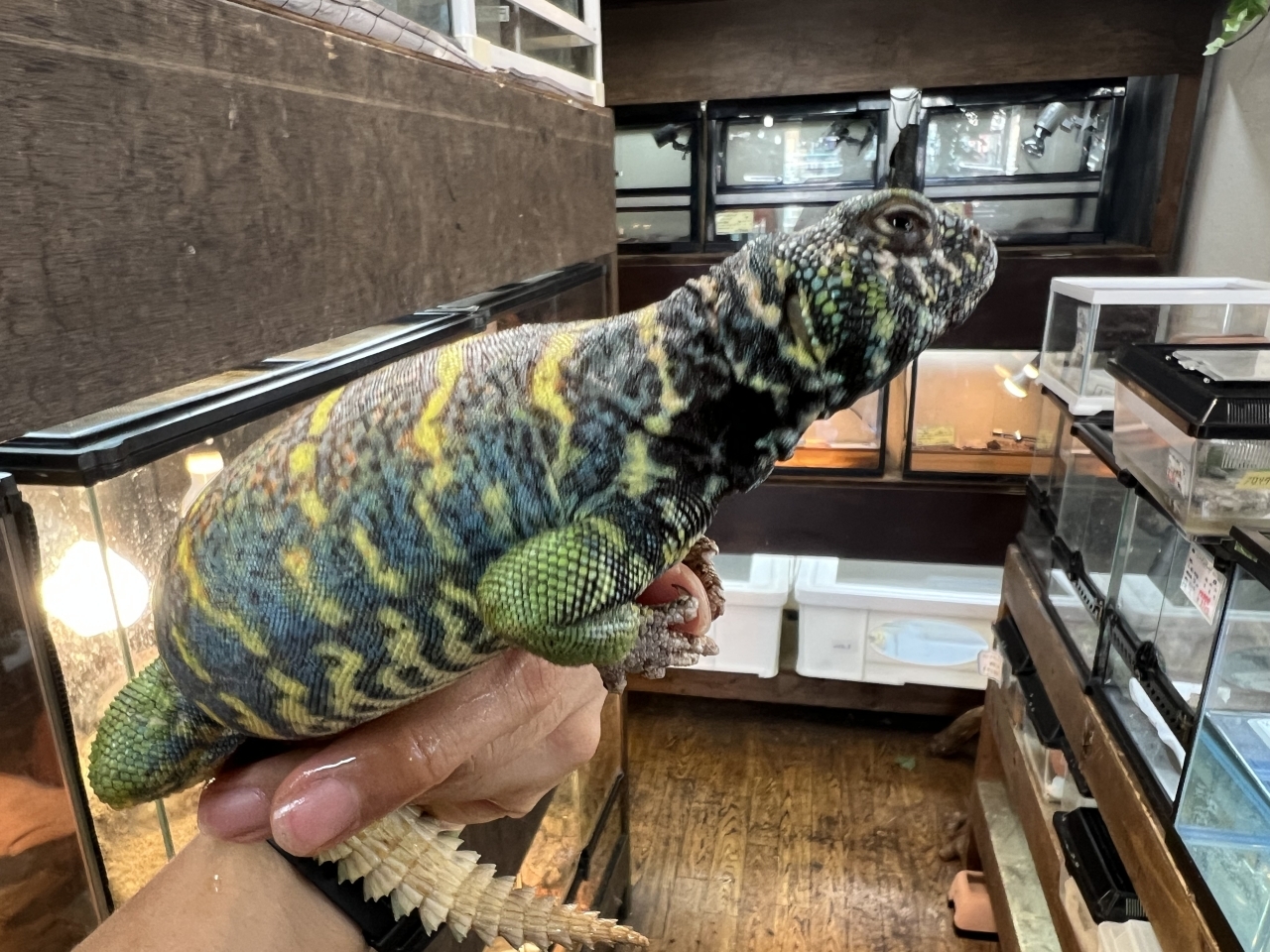 ニシキトゲオアガマ（No.1）(4)