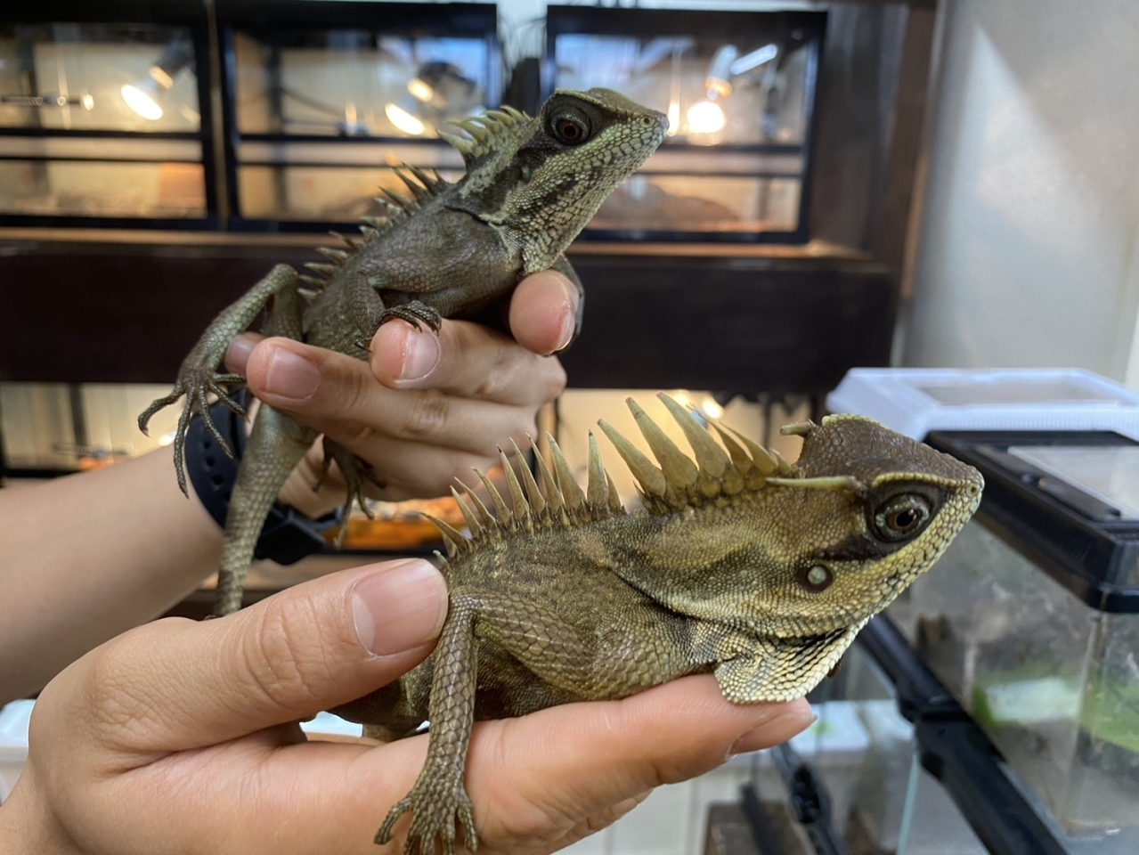 ナタリアクシトカゲ(1)