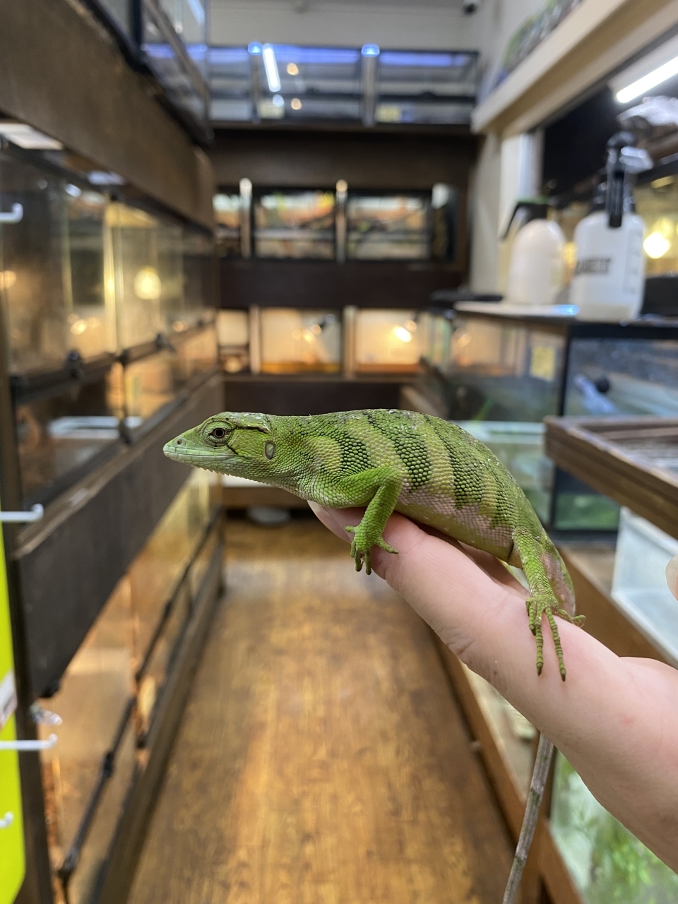 ノギハラハガクレトカゲ(2)