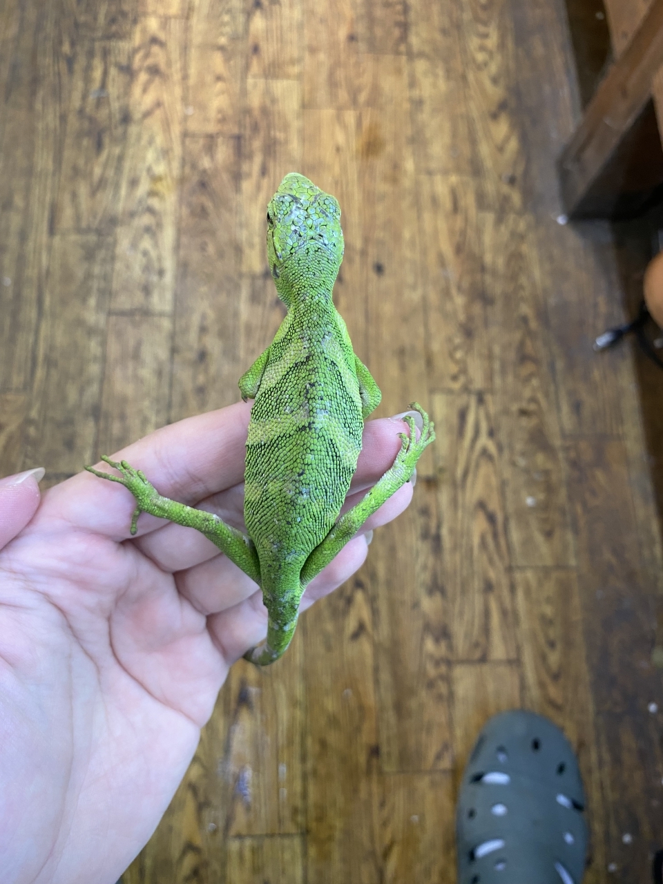 ノギハラハガクレトカゲ(3)