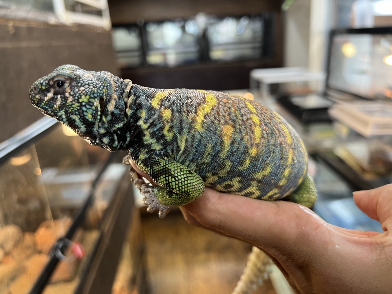 ニシキトゲオアガマ（No.1）(3)