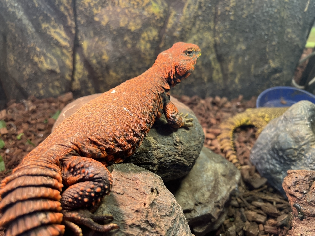 ゲイリートゲオアガマ(1)