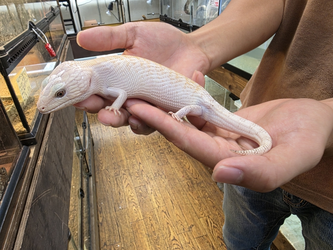 キタアオジタトカゲ（スーパーハイポ）（No.3）(1)