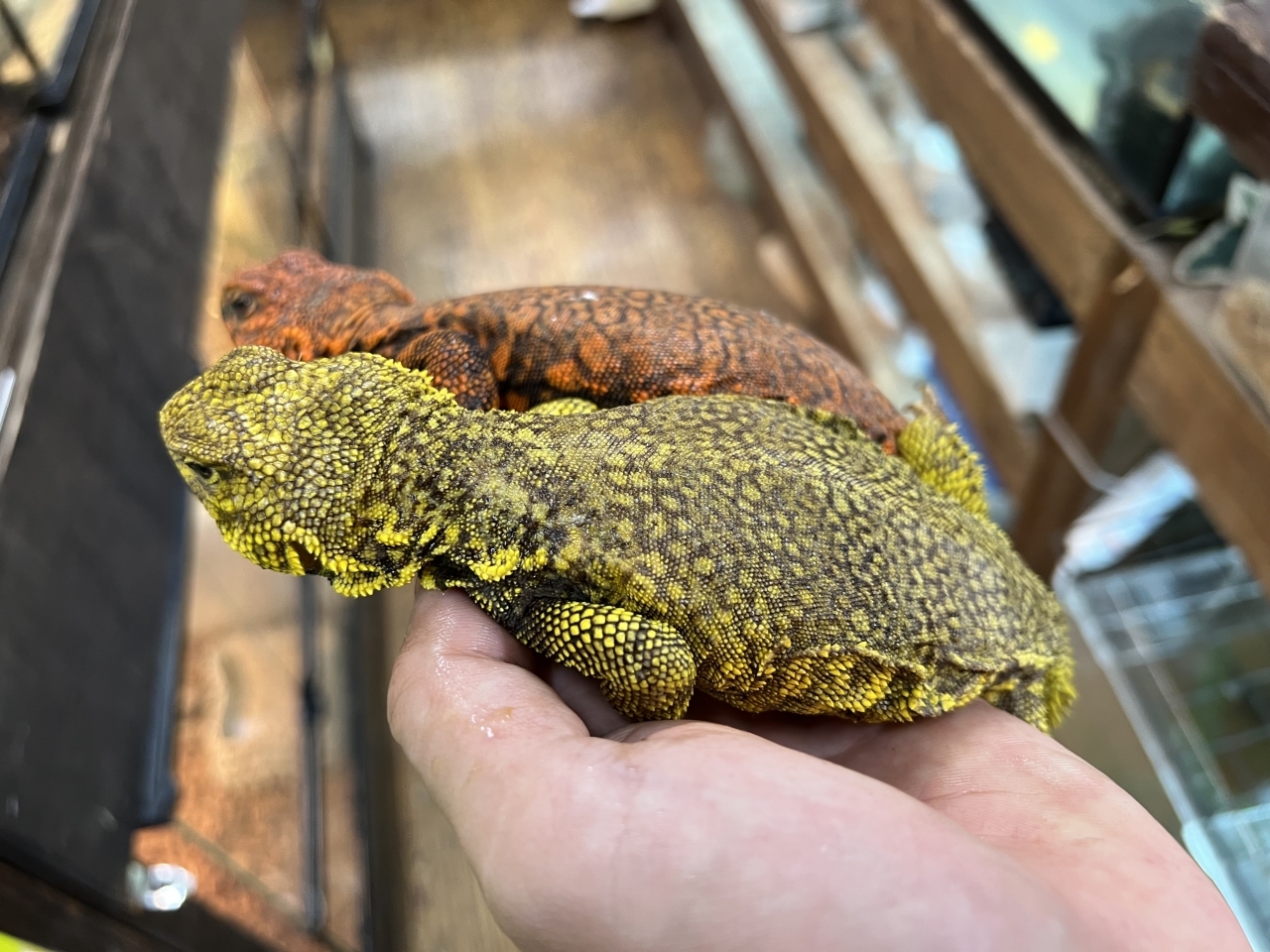 ゲイリートゲオアガマ(4)