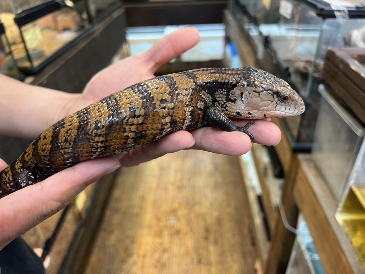 アルーアオジタトカゲ(1)