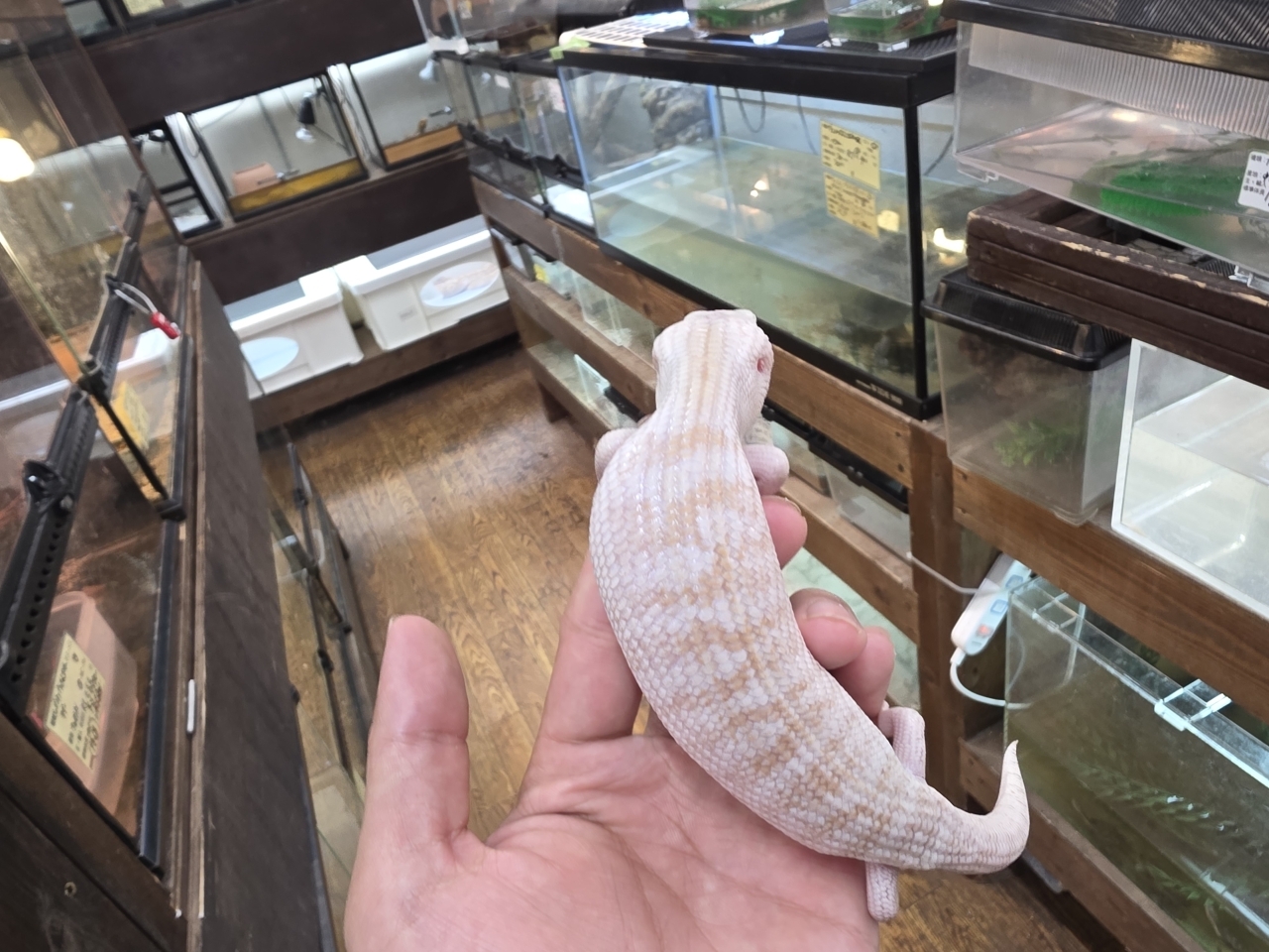 キタアオジタトカゲ（スーパーハイポ）（No.1）(2)