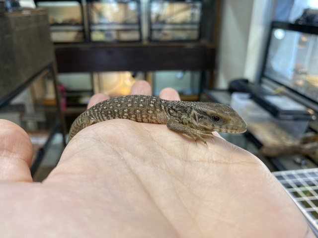 サバンナモニター