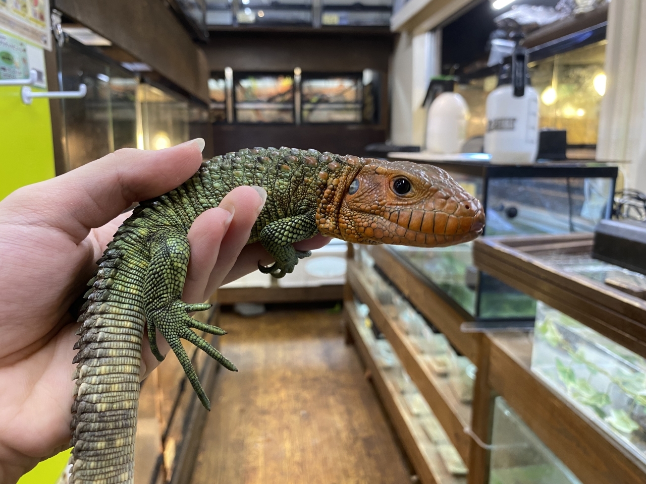 ギアナカイマントカゲ(2)