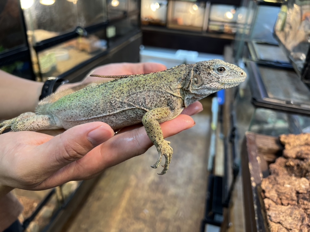 バナナスパイニーテールイグアナ（パンダパイド）(4)