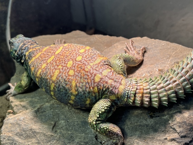 ニシキトゲオアガマ（No.1）