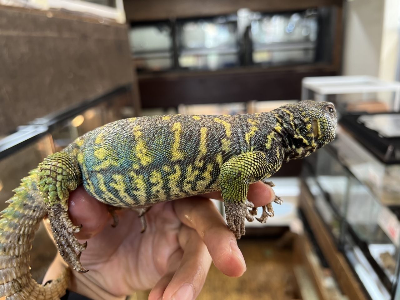 ニシキトゲオアガマ（No.3）(3)