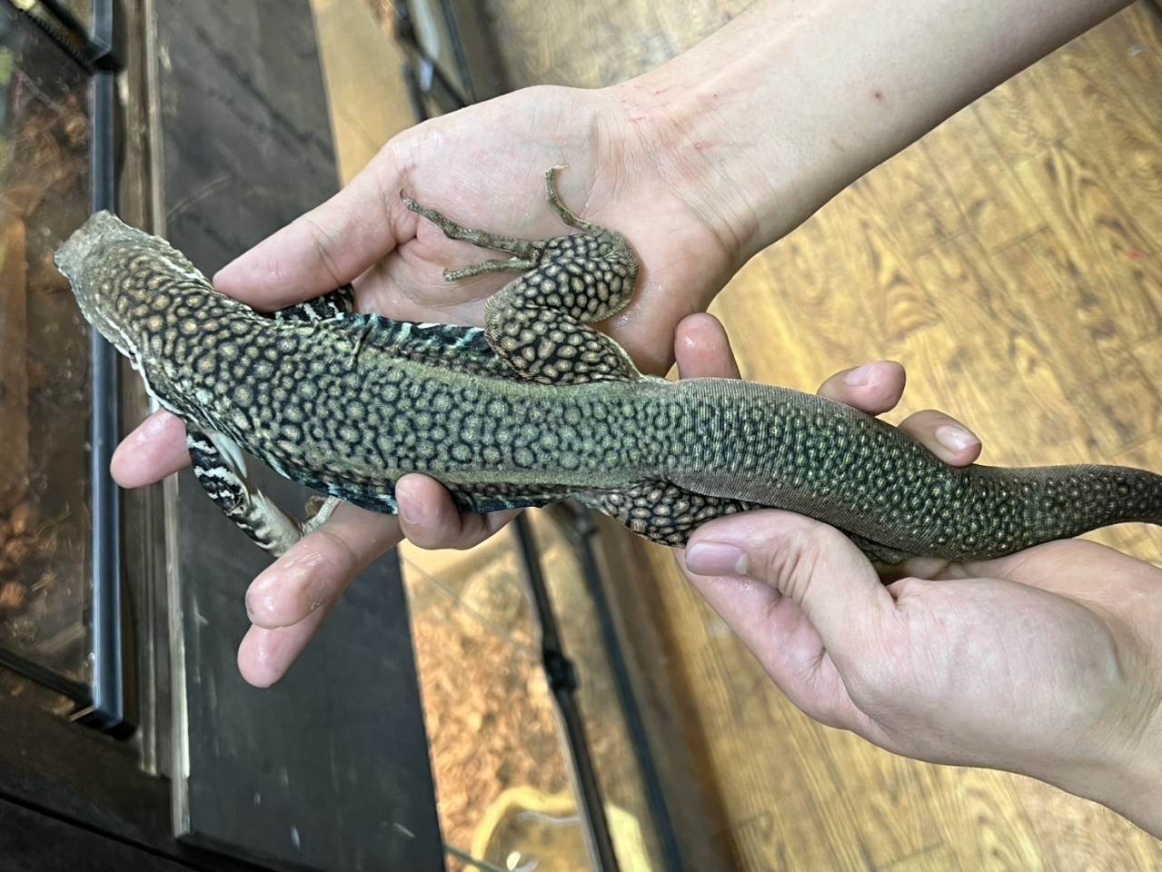 ロイヤルバタフライアガマ(3)