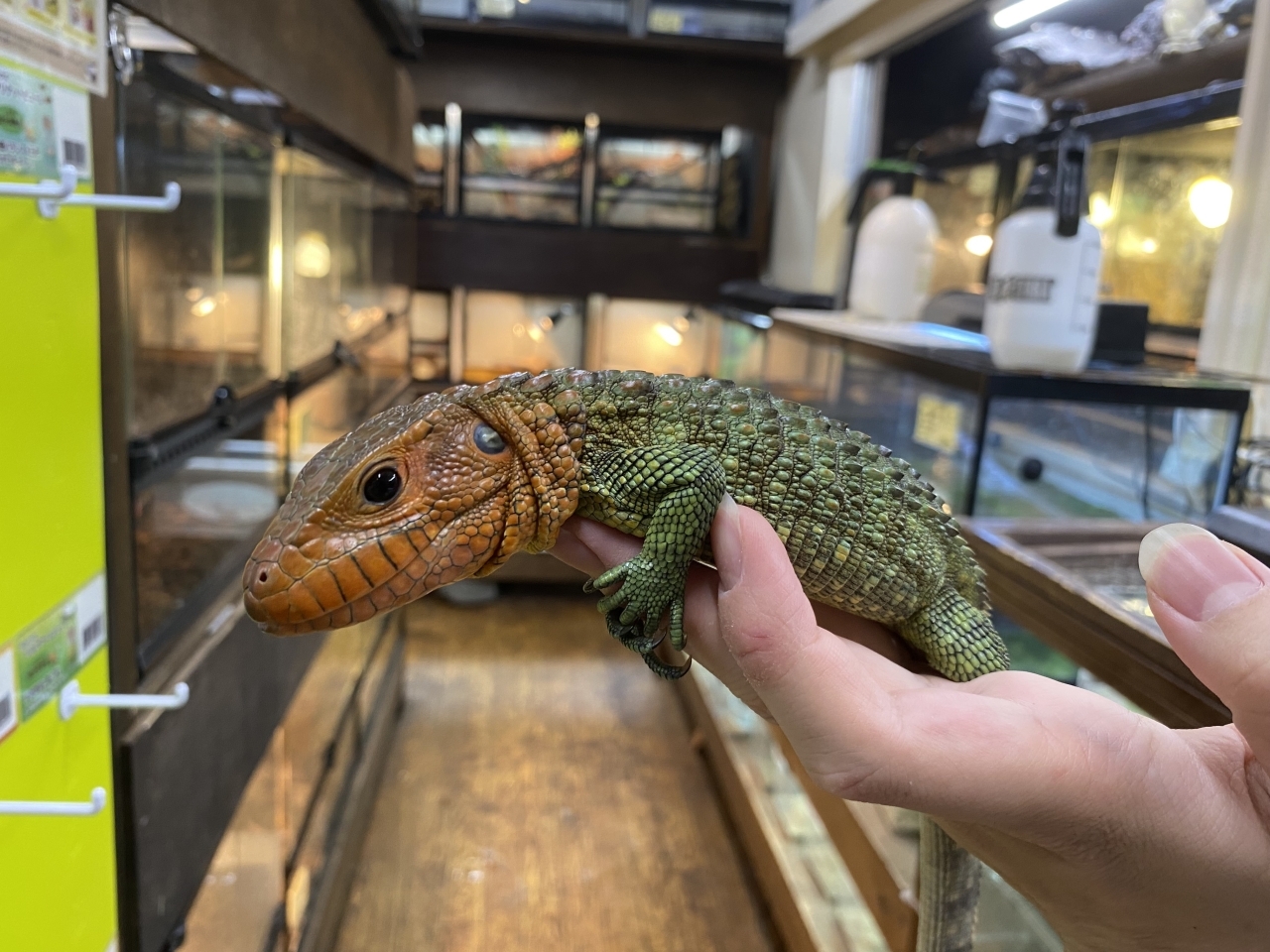 ギアナカイマントカゲ(1)