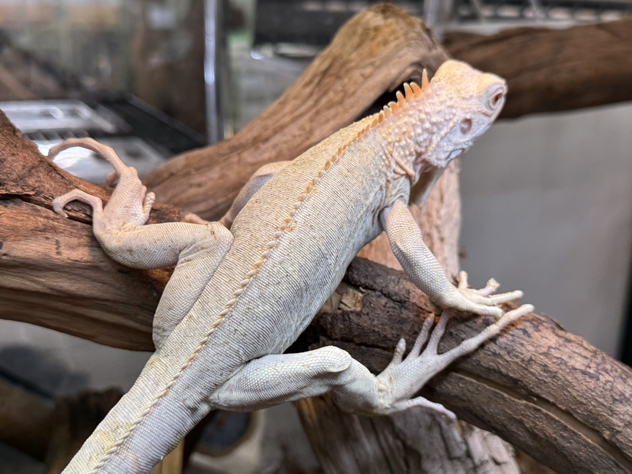 グリーンイグアナ（ノヴァ)(4)