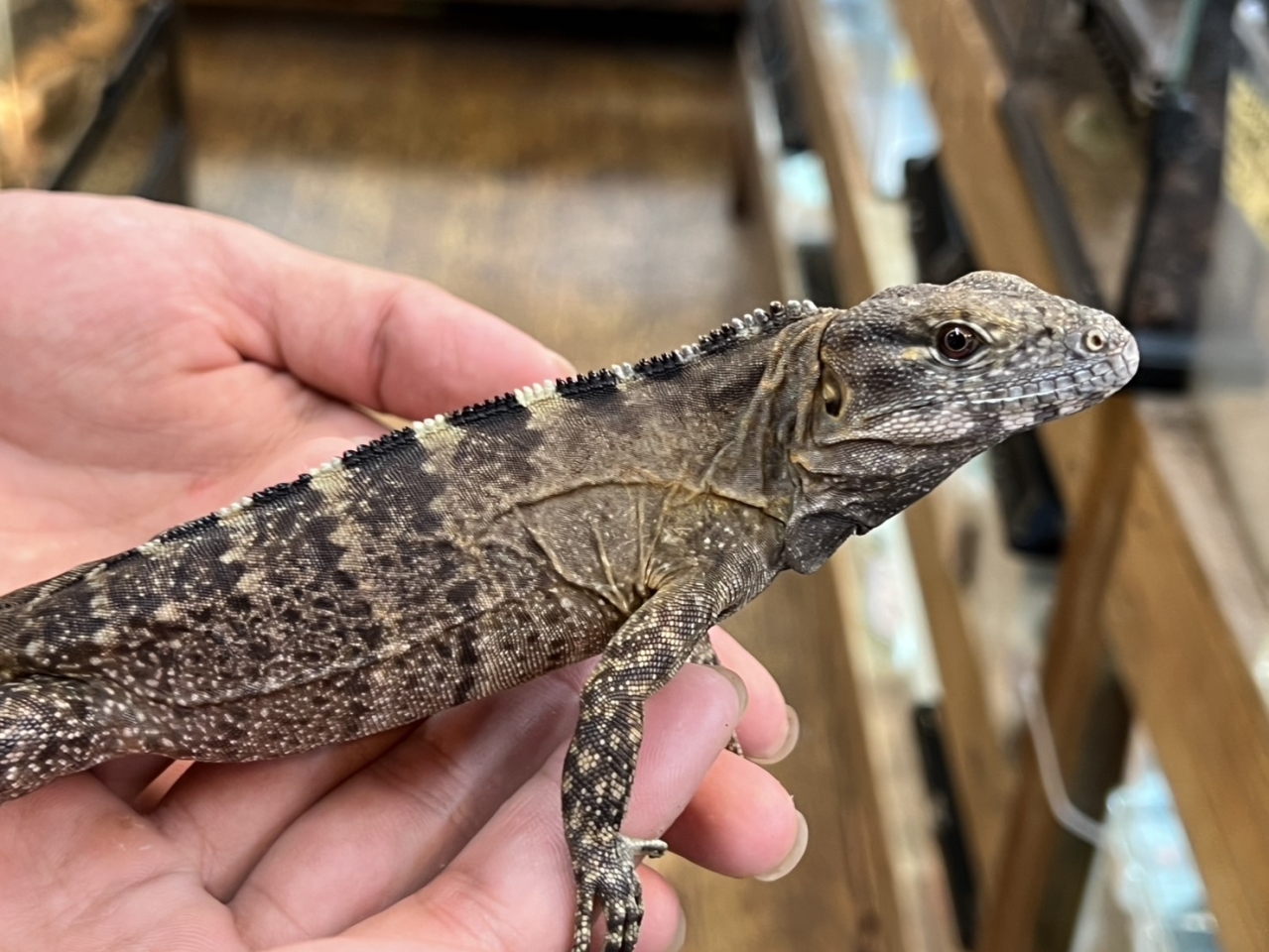 バナナスパイニーテールイグアナ（ケリーライン）（No.2）(2)