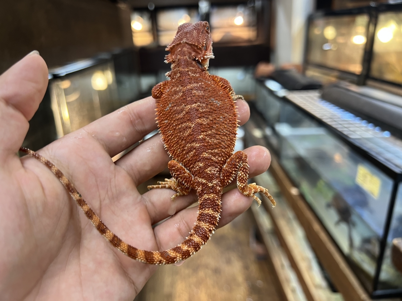 フトアゴヒゲトカゲ (ハーフダークレッドトランス)(1)