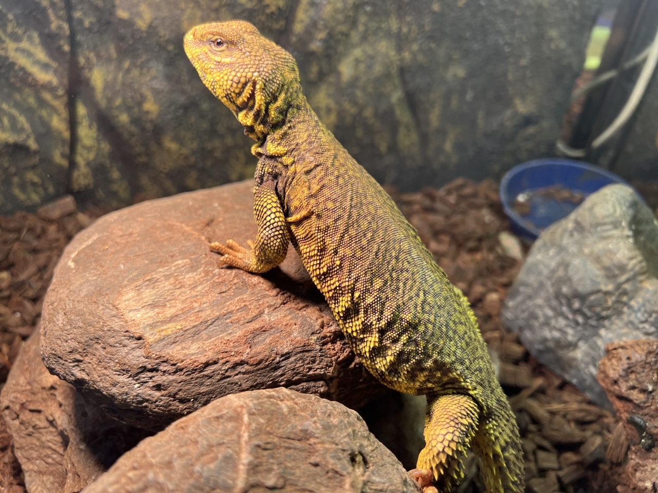 ゲイリートゲオアガマ(2)