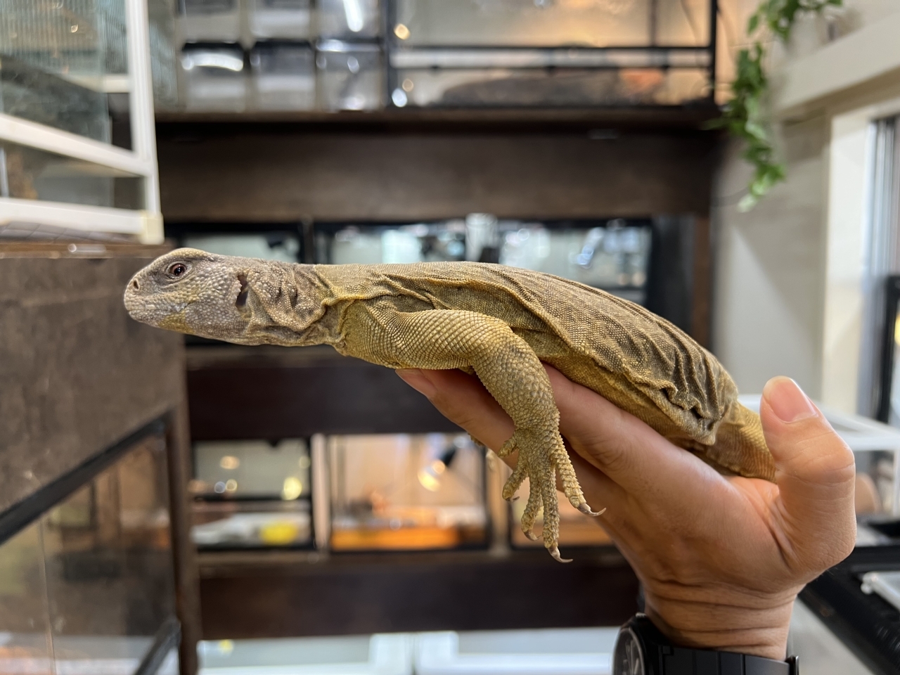 エジプトトゲオアガマ(3)