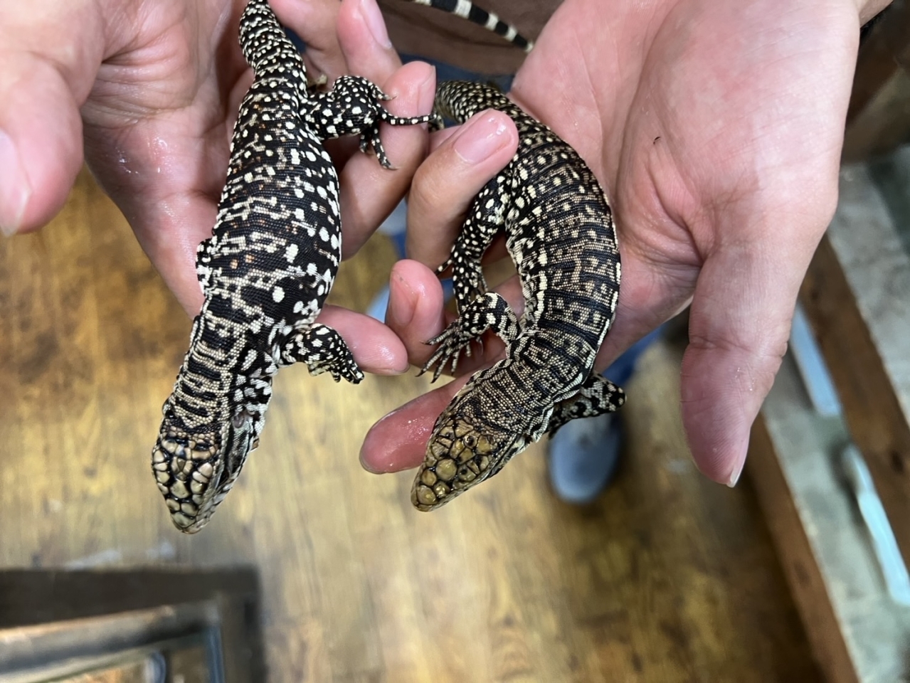 アルゼンチンブラックアンドホワイトテグー(2)