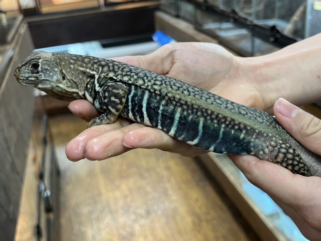 ロイヤルバタフライアガマ