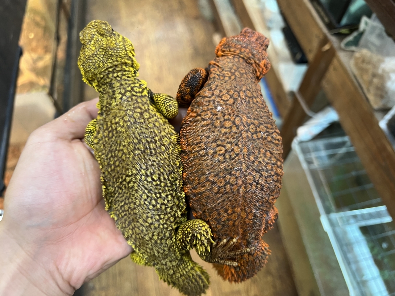 ゲイリートゲオアガマ(3)