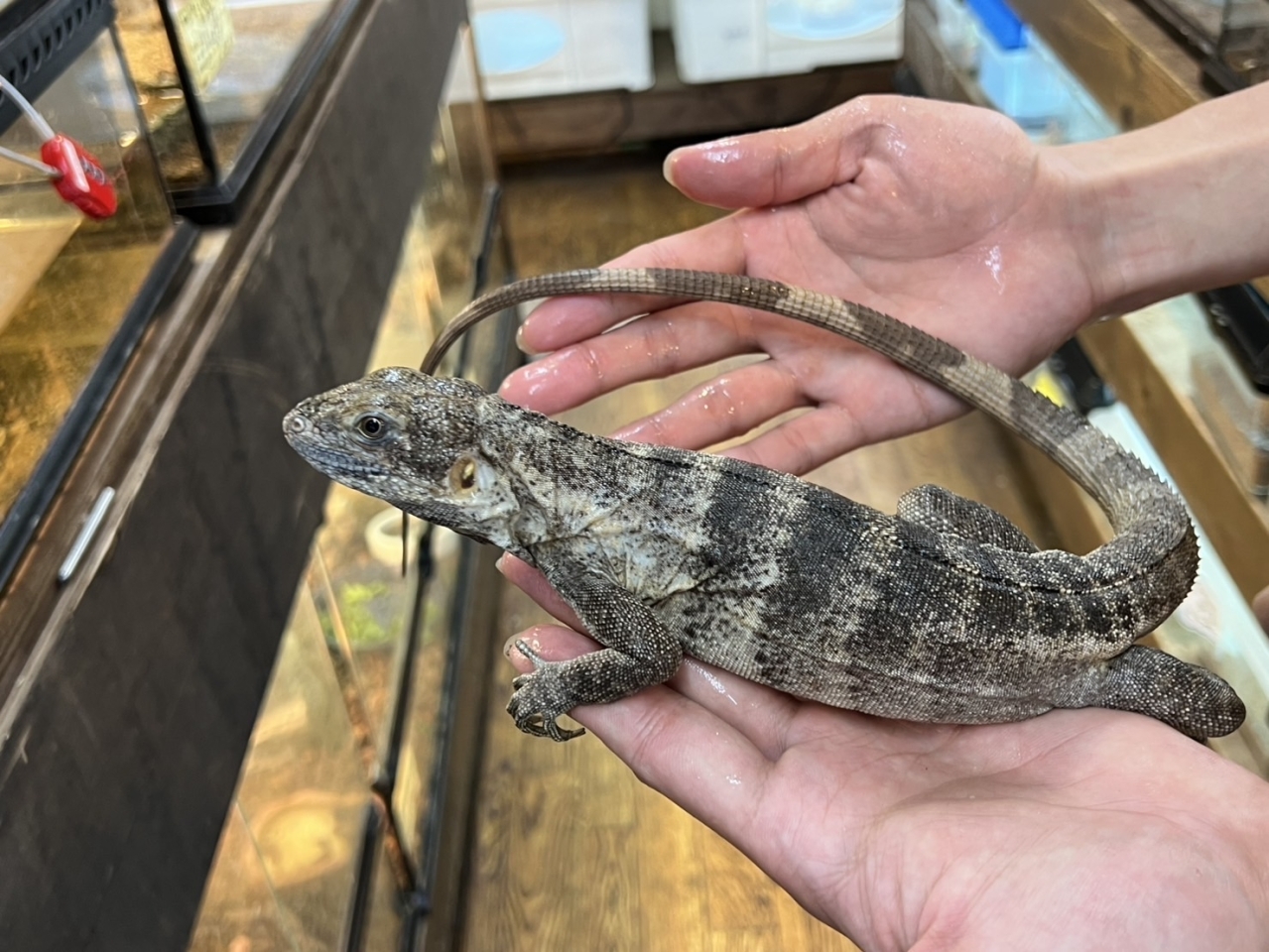 バナナスパイニーテールイグアナ(パンダパイド)（No.3）(4)